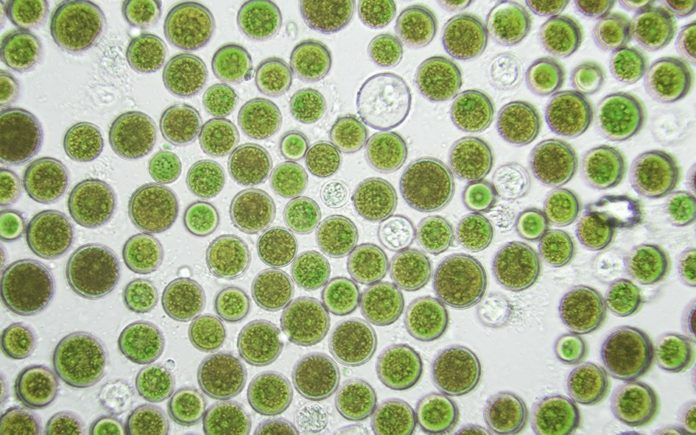 Haematococcus pluvialis - Astaxanthin