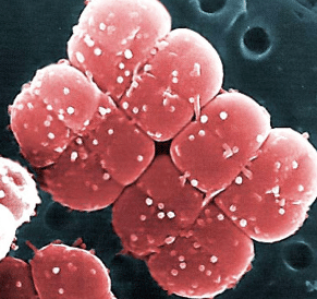 Deinococcus radiodurans - Bacterias
