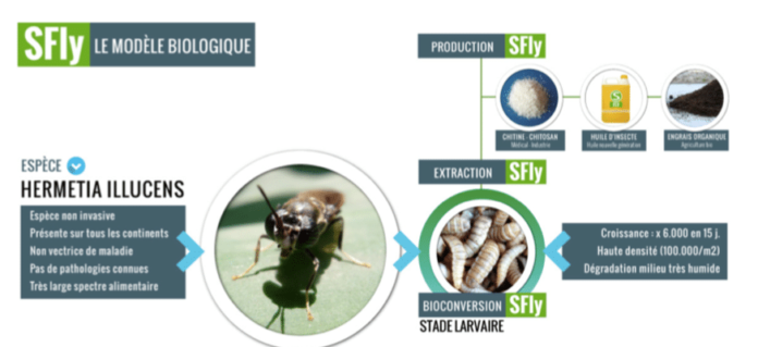 Insecte - Mouche soldat noir