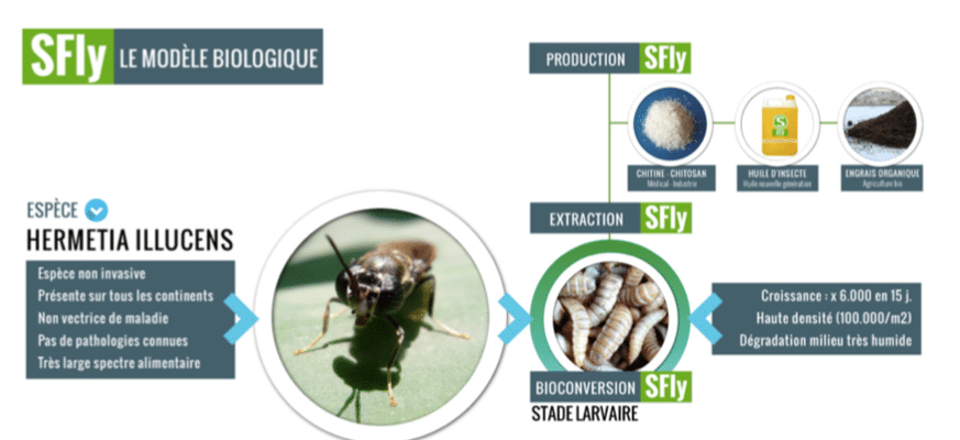 Des start-up françaises en pointe dans la production d'insectes