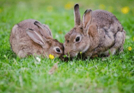 Domestic rabbit - hare