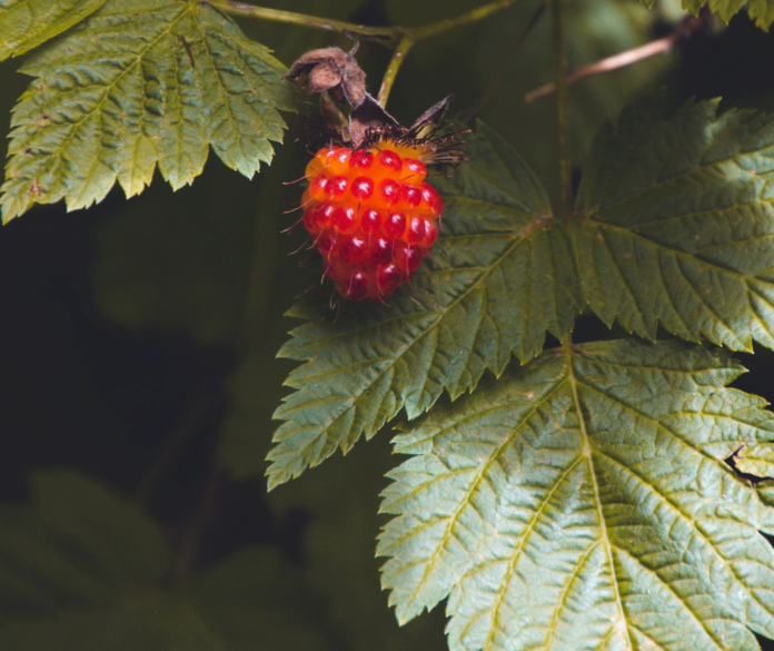 site-industries-cosmetiques A red berry on a branch with green leaves, with anti-pollution 100% properties.