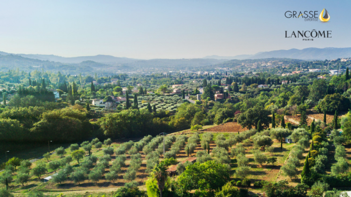 site-industries-cosmetiques Vista aérea de un olivar en Grecia, destacando la experiencia de Lancôme en la zona.