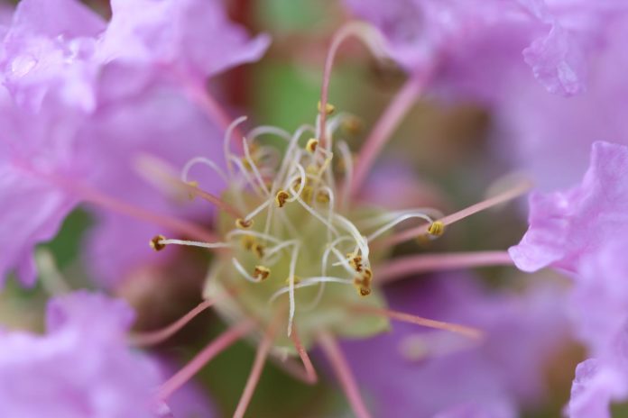 site-industries-cosmetiques Un gros plan d'une fleur violette présentant une nouvelle classe d'enzymes végétales.