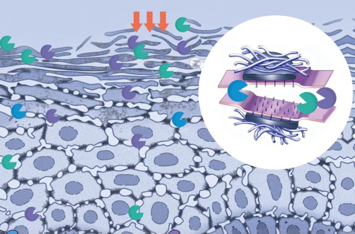 site-industries-cosmetiques Un schéma illustrant la structure cellulaire renforcée par le boost naturel du peeling d'Exfolactive.