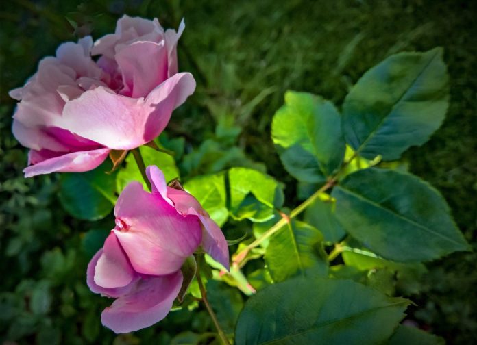 site-industries-cosmetiques Deux roses en fleurs au soleil sont pour créer un actif cosmétique.