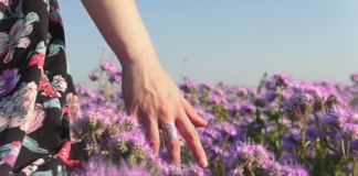 site-industries-cosmetiques Main de femme caressant des fleurs violettes dans un champ lors du 10ème Festival International du Film Responsable de Deauville, lauréat du Prix RSE pour Exsymol.