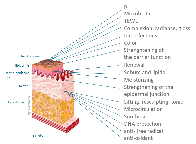 SKINOBS skin composition- Software - Info productos