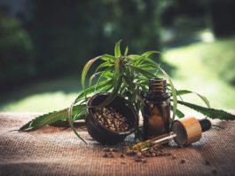 site-industries-cosmetiques Une bouteille d’huile de CBD à côté d’une plante de cannabis met en valeur le potentiel d’innovation et les opportunités dans la culture et la valorisation du chanvre en France.