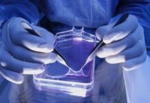 Expérimentations in vitro sur cellules cutanées et vieillissement de la peau : entretien avec Catherine Grillon, chercheuse au CNRS photo article IC- -