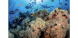 Corals- -