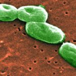071118 Burkholderia cepaciaProductRecall- -