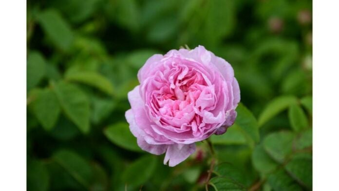 site-industries-cosmetiques Uma rosa cor-de-rosa com folhas verdes em primeiro plano.