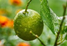 site-industries-cosmetiques Una fruta Biolime reciclada con gotas de agua sobre ella, ya que Biolie promociona su extracto de lima.