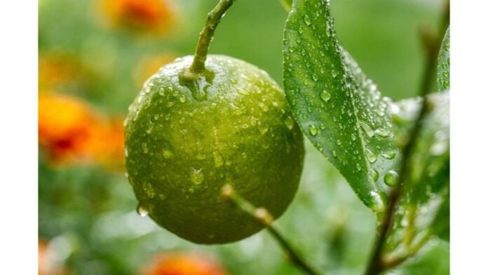 site-industries-cosmetiques Um fruto Biolime reciclado com gotas de água, enquanto Biolie promove o seu extrato de lima.