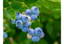 site-industries-cosmetiques Growing blueberry tree.