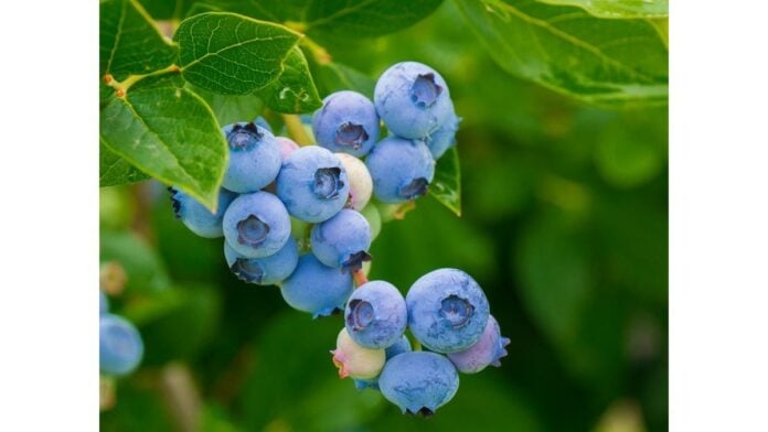 site-industries-cosmetiques Growing blueberry tree.