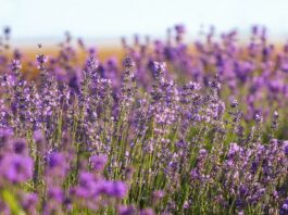 Campos de lavanda