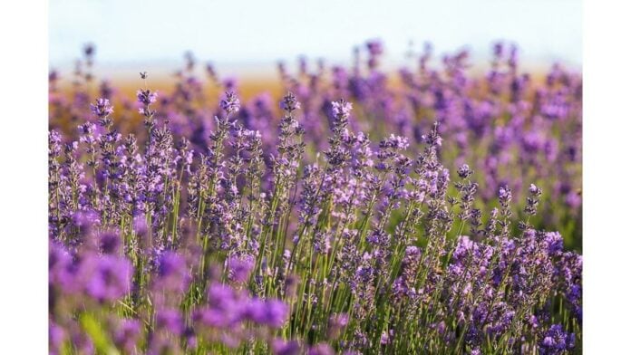 Lavender fields