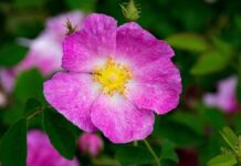 site-industries-cosmetiques Uma rosa cor-de-rosa com um centro amarelo e folhas verdes.