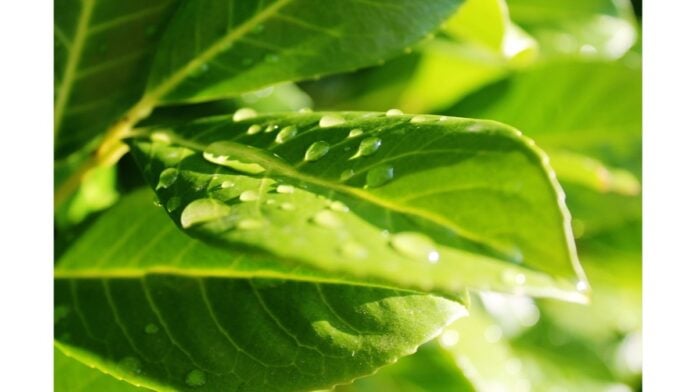 site-industries-cosmetiques Un gros plan d'une feuille verte avec des gouttelettes d'eau, mettant en valeur la beauté naturelle de la nature.