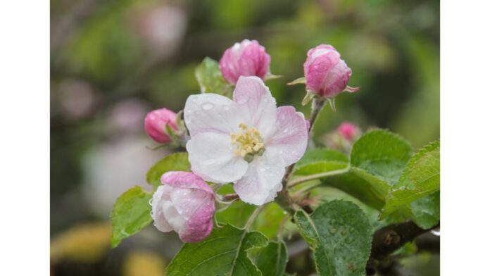 Flor de macieira_Herbarom