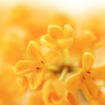 Phytessence™ Osmanthus, el primer extracto botánico geo-skincare de Croda Beauty 2 Industrias CosmA©tiques Miniatura 150x150 1- Contenido patrocinado -
