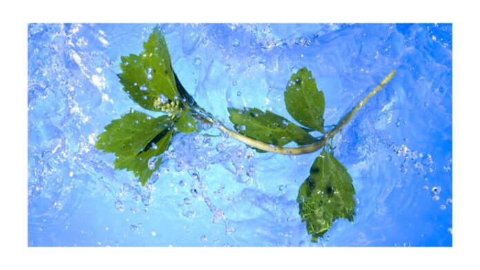 植物水