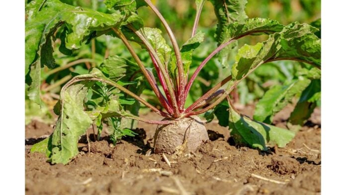 beetroot-3648330_1280