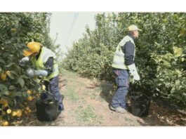 欧洲文化