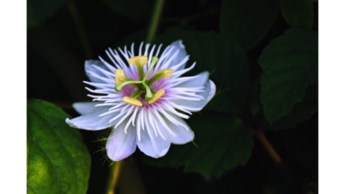 passiflora-7028052_1280