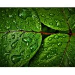 site-industries-cosmetiques 被水滴覆盖的绿叶特写；图片捕捉到了叶片的纹理和闪亮的表面，让人联想到 Berkem 集团最近通过收购艾瑞克实验室（Laboratoires Eriger）对大自然的承诺，通过突出的中央叶脉增强了自然的活力。