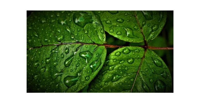 site-industries-cosmetiques Gros plan sur des feuilles vertes couvertes de gouttelettes d'eau ; l'image capture la texture et la surface brillante du feuillage, rappelant l'engagement du Groupe Berkem envers la nature à travers sa récente acquisition des Laboratoires Eriger, rehaussant la vivacité naturelle avec une veine centrale proéminente.