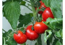 tomatoes-1561565_1280