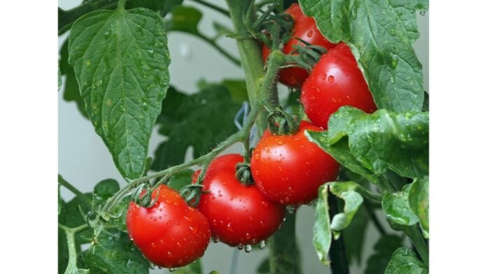 tomatoes-1561565_1280
