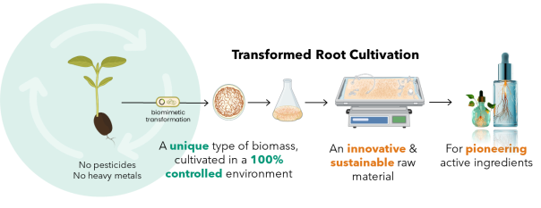 STH 生物技术公司销售其创新生物生产技术生产的第一种化妆品成分 1 site-industries-cosmetiques 一张饼图显示了一株植物的发芽过程,上面标有 "无农药 "和 "无重金属 "字样,以及控制栽培、瓶子、托盘和标有 "创新"、"可持续 "和植物原产地布吕永(Brouillon)的化妆品瓶等阶段。
