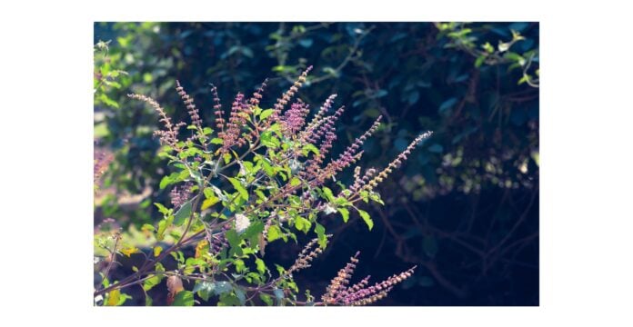 Tulsi