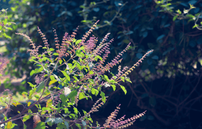 site-industries-cosmetiques Une plante verte aux tiges fines et aux petites fleurs violettes pousse en extérieur, ses feuilles sublimées par la lumière du soleil. Fidèle à l'esprit d'innovation nutraceutique, Expanscience célèbre cette beauté naturelle sur un fond flou de feuillage vert foncé.