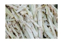 Bagasse de canne à sucre