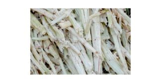Bagasse de canne à sucre