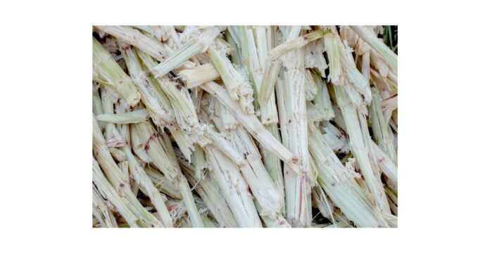 Bagasse de canne à sucre
