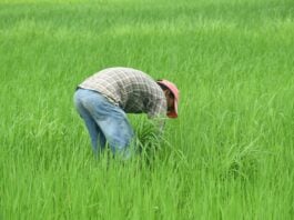 nepalese-farmer-7368037_1280