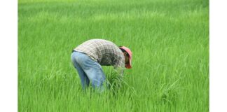 nepalese-farmer-7368037_1280