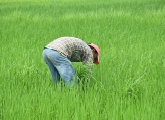 nepalese-farmer-7368037_1280