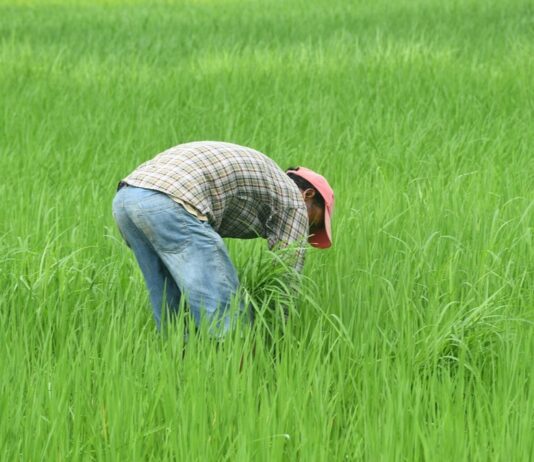 nepalese-farmer-7368037_1280