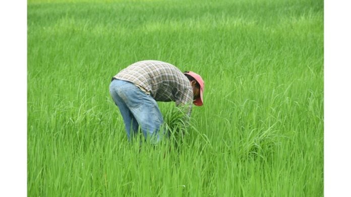 nepalese-farmer-7368037_1280