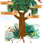site-industries-cosmetiques An illustrated tree entitled "Sociobiodiversity Enhancement Program" has four branches with icons: ethics and transparency, biodiversity conservation, human development and profitability. Its roots, like a Brouillon sketch, link communities, customers and agroextractivism.