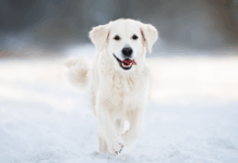 site-industries-cosmetiques Un golden retriever court vers l'appareil photo dans un paysage enneigé, en tirant la langue et en remuant la queue. L'arrière-plan est flou, ce qui met en valeur le chien et la blancheur de la neige.