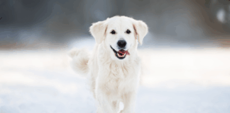 site-industries-cosmetiques Um golden retriever corre em direção à câmara numa paisagem de neve, pondo a língua de fora e abanando a cauda. O fundo está desfocado, realçando o cão e a brancura da neve.