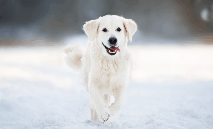 site-industries-cosmetiques Un golden retriever court vers l'appareil photo dans un paysage enneigé, en tirant la langue et en remuant la queue. L'arrière-plan est flou, ce qui met en valeur le chien et la blancheur de la neige.